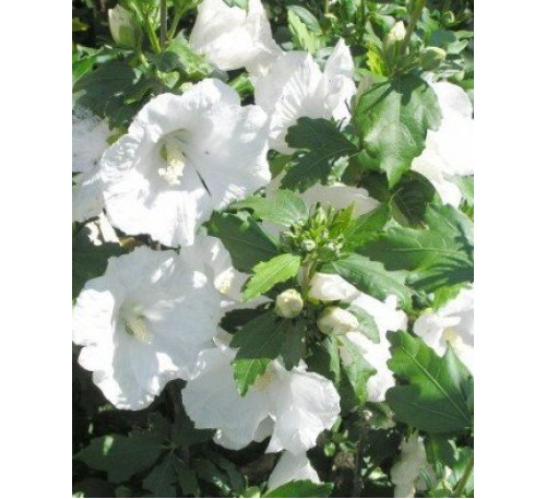 Гібіскус сирійський Уайт Піллар  (Hibiscus syriacus White Pillar)